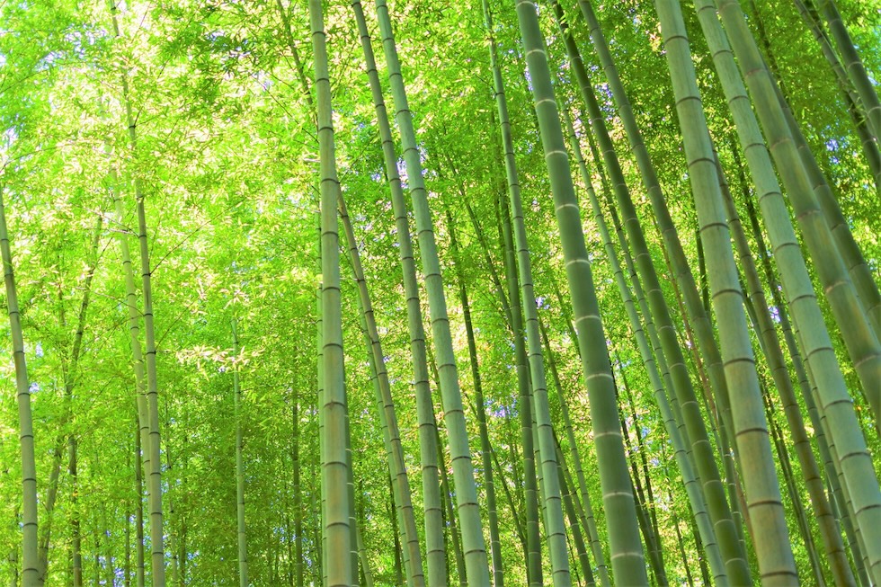 竹林