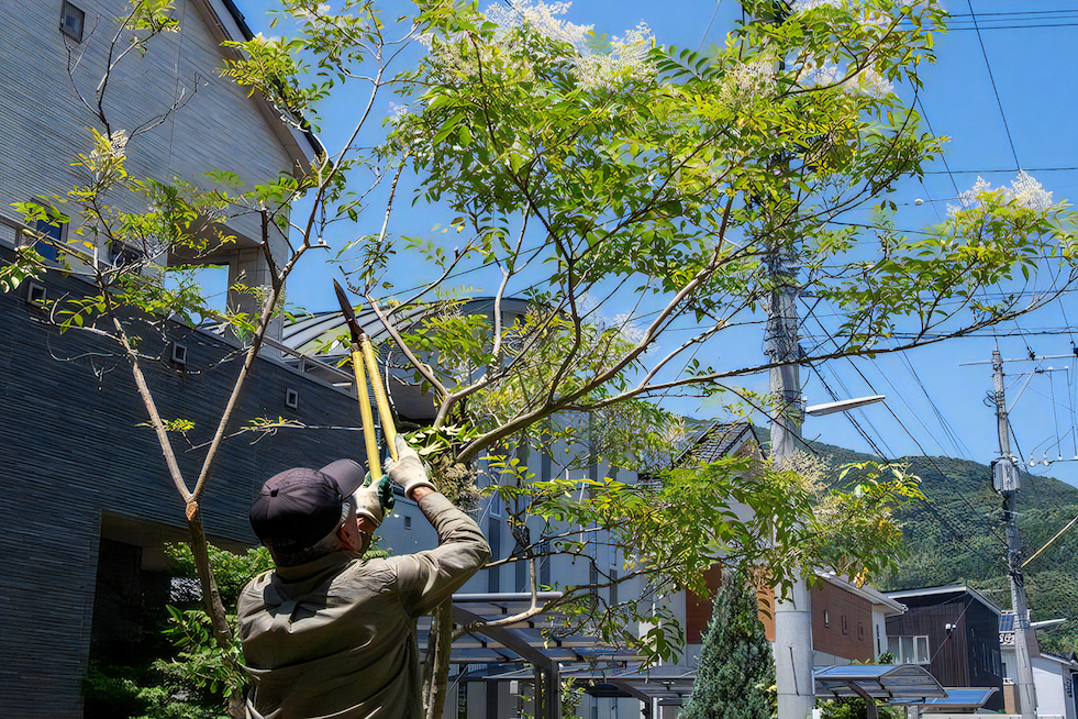 植木の伐採